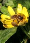 пчелиный чистотел