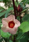 Гибискус: суданская роза 