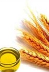 Масло зародышей пшеницы – неоспоримая польза 