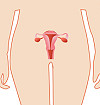 Фаллопиевы трубы: важная часть репродуктивной системы 