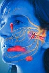 Лицевой нерв: когда лицо теряет симметрию 
