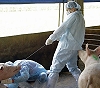 Свиной грипп: новая глобальная угроза или паникуйте на здоровье? 