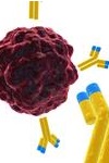 антитела к цитомегаловирусу