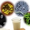Пребиотическое питание: полезные бактерии