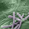 Синегнойная палочка – приспосабливающаяся бактерия